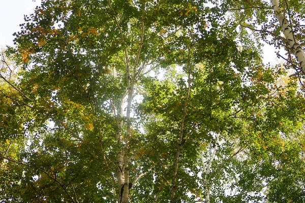 Birch Forest View Sky Autumn Nature Stock Picture