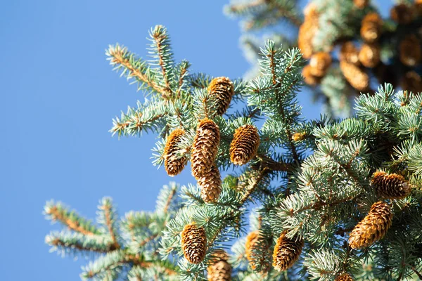 Pine Cones Branches Blue Spruce — Stock Photo, Image