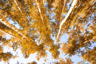 gökyüzü sonbahar arka planı sarı huş ağacı yaprakları