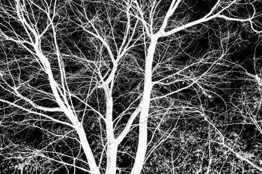 ağaç dalları siluet siyah arka plan üzerine beyaz