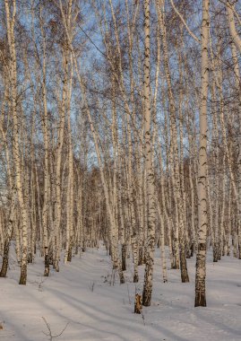 huş ağacı ormanda kış doğa manzarası