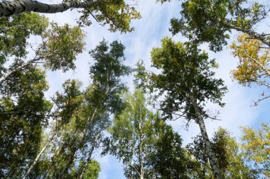 huş ağacı orman manzaralı gökyüzüne Sonbahar Doğa