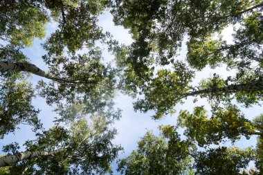 huş ağacı orman manzaralı gökyüzüne Sonbahar Doğa