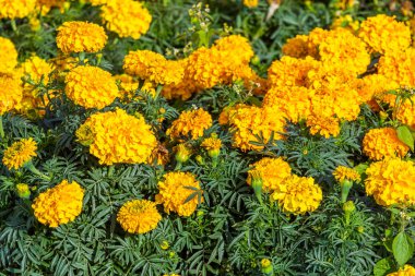 birçok marigolds küçük çiçekler