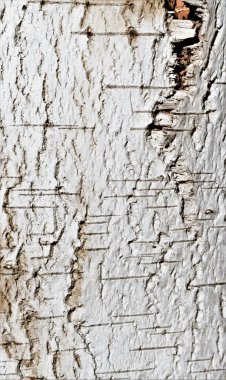 Huş kabuğu arka plan dokusu