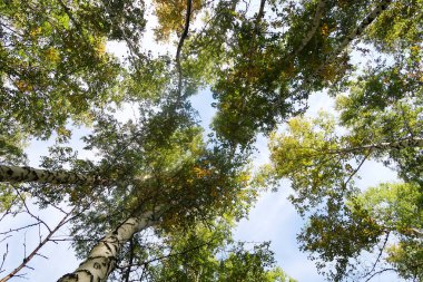 huş ağacı orman manzaralı gökyüzüne Sonbahar Doğa