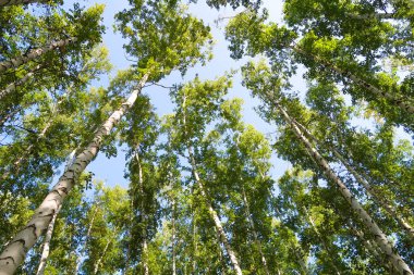 orman manzaralı aşağıdan gökyüzüne huş ağacı