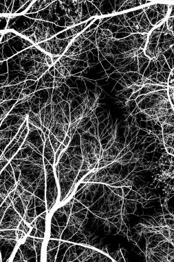 ağaç dalları siluet siyah arka plan üzerine beyaz