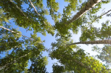 orman manzaralı aşağıdan gökyüzüne huş ağacı