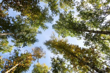 huş ağacı orman manzaralı gökyüzüne Sonbahar Doğa