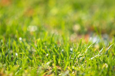 yeşil çim bokeh arka plan bulanık