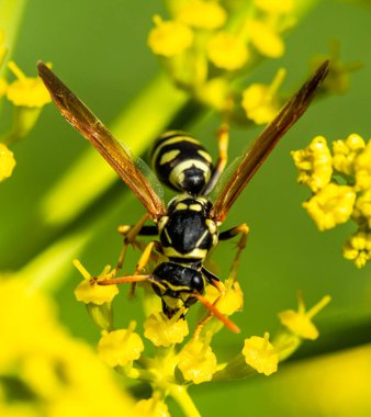bir sarı bahar çiçek arıya