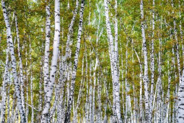 Sarı huş ağacı orman, geç sonbahar doğa manzara