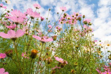 Cosmos çiçekler, görüntülemek aşağıdan gökyüzüne doğru