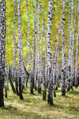 Sarı huş ağacı orman, geç sonbahar doğa manzara