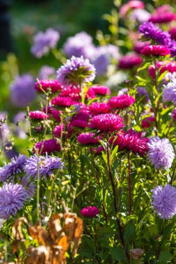 parlak sonbahar çiçek doğa manzara