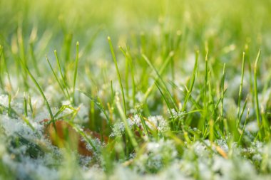 yeşil çim kar arka plan bokeh bulanık