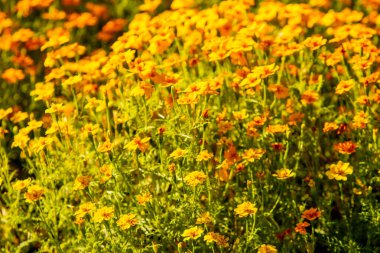 parlak sonbahar çiçek doğa manzara
