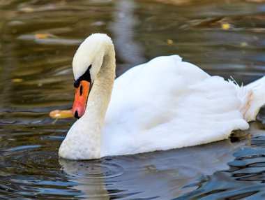 Kuğu gölde yüzüyor