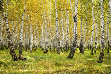 Sarı huş ağacı orman, geç sonbahar doğa manzara