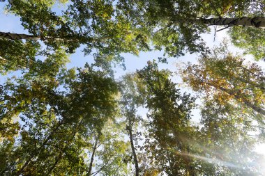 huş ağacı orman manzaralı gökyüzüne Sonbahar Doğa