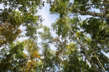 huş ağacı orman manzaralı gökyüzüne Sonbahar Doğa