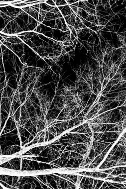 ağaç dalları siluet siyah arka plan üzerine beyaz