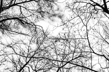 Beyaz arkaplanda ağaç dalları silueti