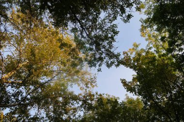 Sonbahar Orman Manzara Doğa