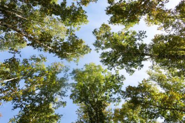 huş ağacı orman manzaralı gökyüzüne Sonbahar Doğa