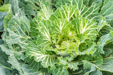 closeup süs lahana bitki