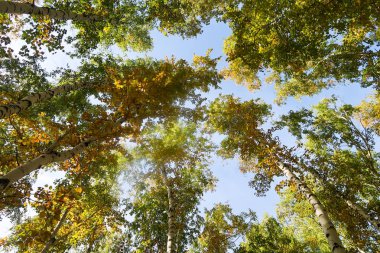 huş ağacı orman manzaralı gökyüzüne Sonbahar Doğa