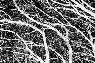 ağaç dalları siluet siyah arka plan üzerine beyaz