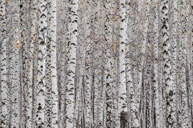 İlk kar huş ağacı orman manzara kış