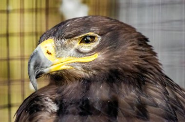 bir kuş kartal doğa portresi