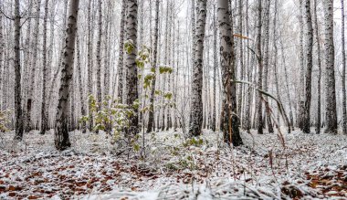 sonbahar manzara bir huş ormandaki ilk kar