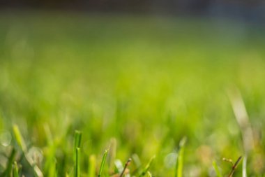 yeşil çim bokeh arka plan bulanık