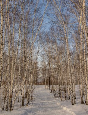 huş ağacı ormanda kış doğa manzarası