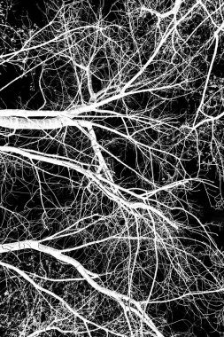 ağaç dalları siluet siyah arka plan üzerine beyaz