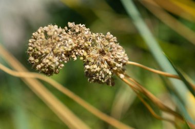 Kuru sarımsak çiçek baş doğa