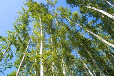 orman manzaralı aşağıdan gökyüzüne huş ağacı