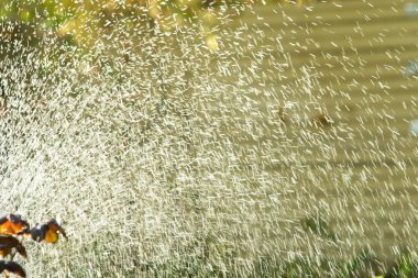 defocused, bulanık su, bokeh doğa damla