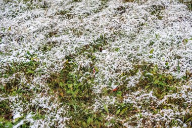 kar uzun boylu yeşil çim