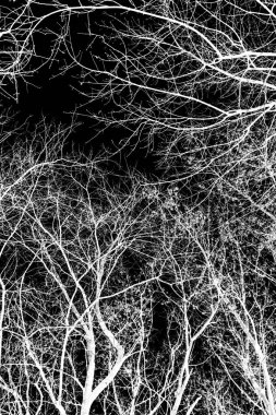 ağaç dalları siluet siyah arka plan üzerine beyaz