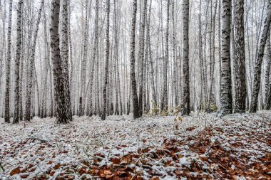 sonbahar manzara bir huş ormandaki ilk kar