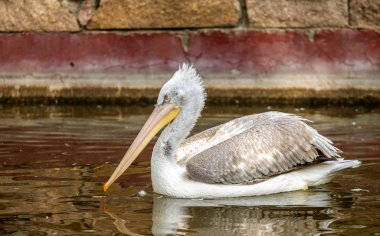 kuş Pelikan yakınındaki su doğa