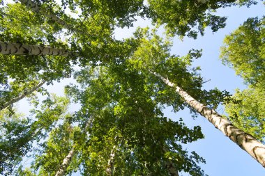 orman manzaralı aşağıdan gökyüzüne huş ağacı