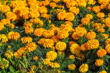 birçok marigolds küçük çiçekler