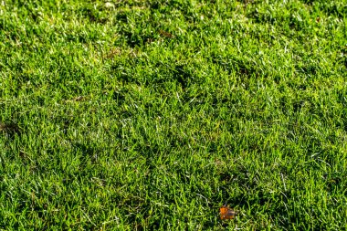 yeşil çim arka plan odak merkezi