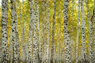 Sarı huş ağacı orman, geç sonbahar doğa manzara